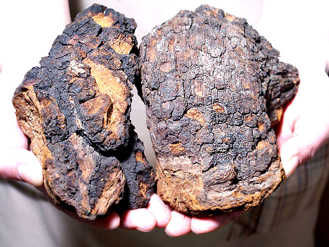 楽天市場】カバノアナタケ茶塊≪原体≫1.4kg【700g×2袋セット】≪お得