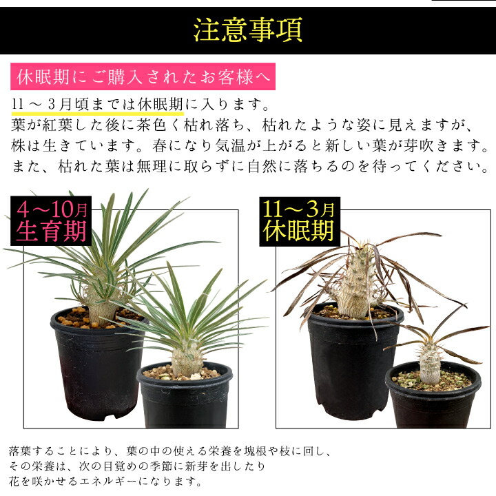 楽天市場】パキポディウム グラキリス 実生2年目 2.5号鉢 塊根植物