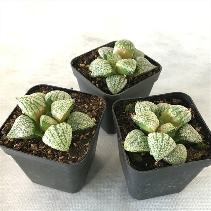 楽天市場】多肉植物 ハオルチア 白銀ピクタ 7.5cmポット 観葉植物