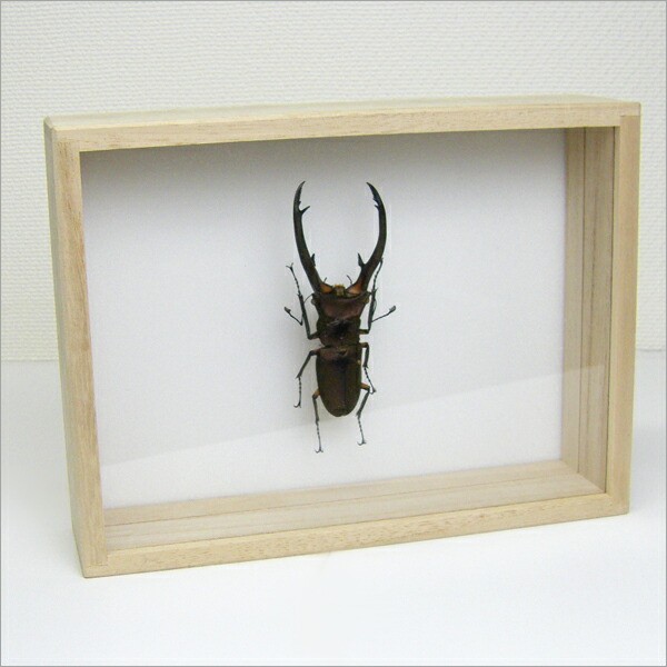 楽天市場】昆虫標本 エラフスホソアカクワガタ 桐箱20.5×15.5cm : ソプラノ