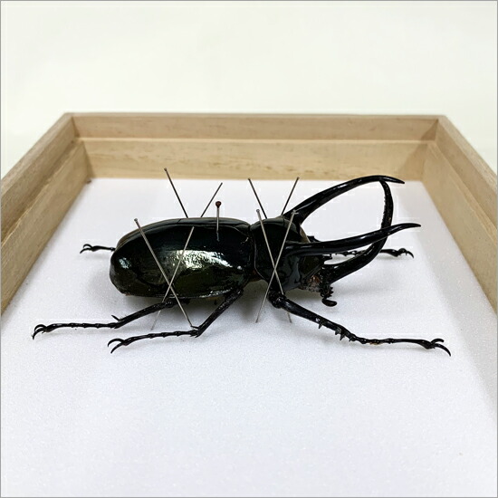楽天市場】昆虫標本 アトラスカブト 桐箱20.5×15.5cm : ソプラノ
