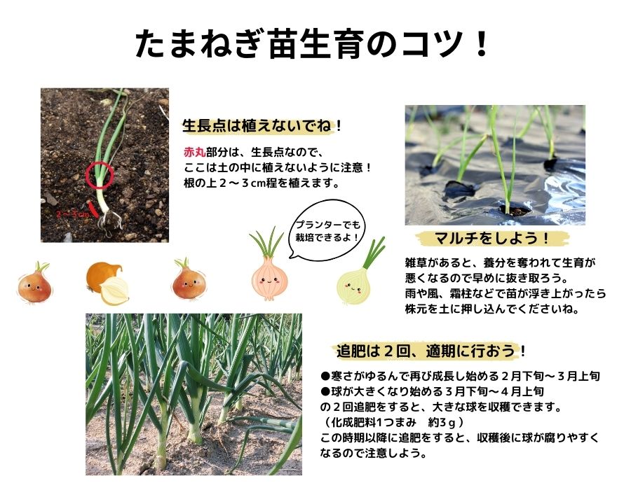 楽天市場】【予約受付中】 極早生 たまねぎ苗 約100本束 貴錦