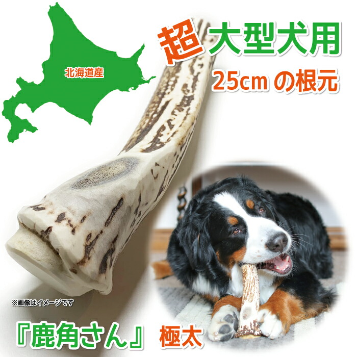 楽天市場】【超大型犬用 蝦夷鹿の角】『鹿角さん』極太の根元 1本