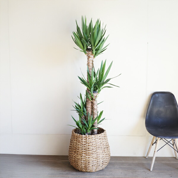 yucca10vl4.jpg