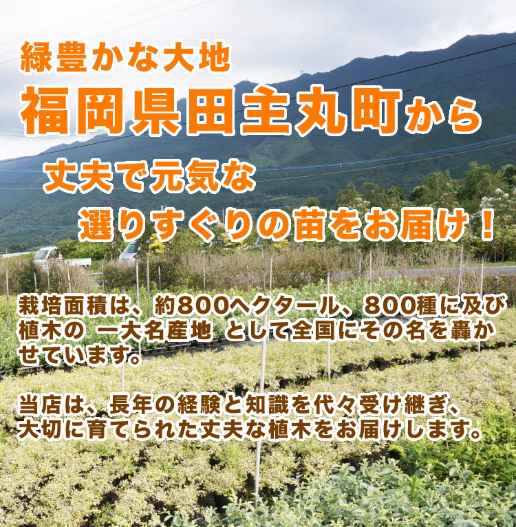 楽天市場】□送料無料□【25本セット】 アカマツ 樹高0.3m前後 10.5cm
