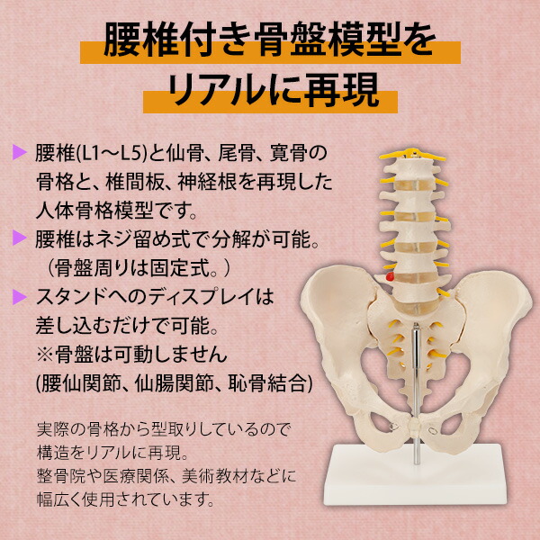 楽天市場】人体模型 骨格模型 骨盤 腰椎 模型 実物大 間接模型 骨格
