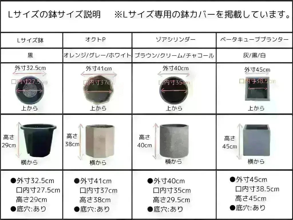 ルッカ Mサイズ 約150cm NO.10499 オリーブの木 人気品種 - 株式会社鶴亀園