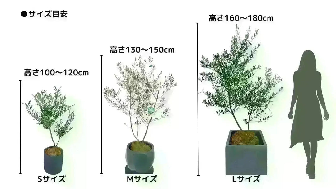 T*a様 【AL1167】オリーブの木 ルッカ 古木 AL1167】オリーブの木