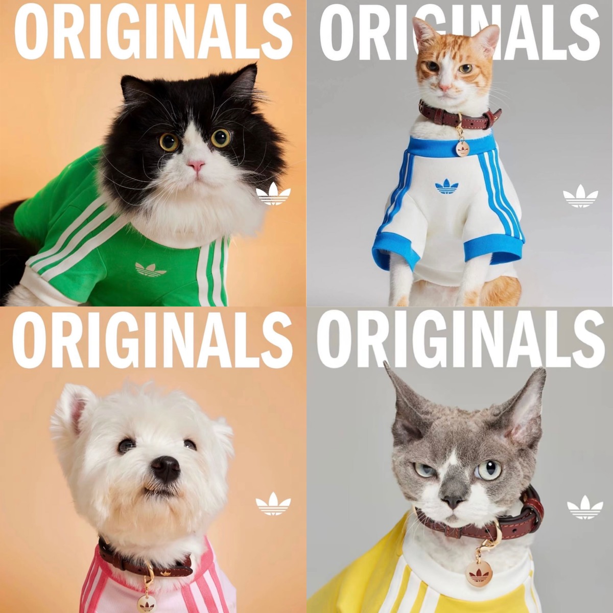 adidas 水色 犬服 猫服 中国限定 ジップアップウェア XSサイズ adidas