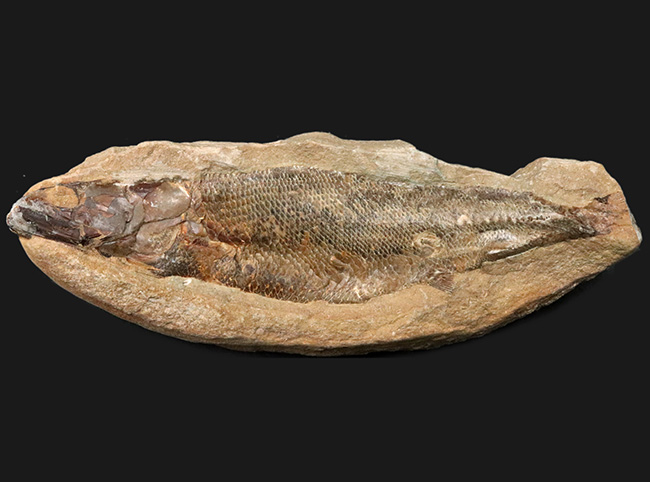 鱗・頭部の保存状態、極めて良好！およそ1億年前の古代魚、ラコレピス
