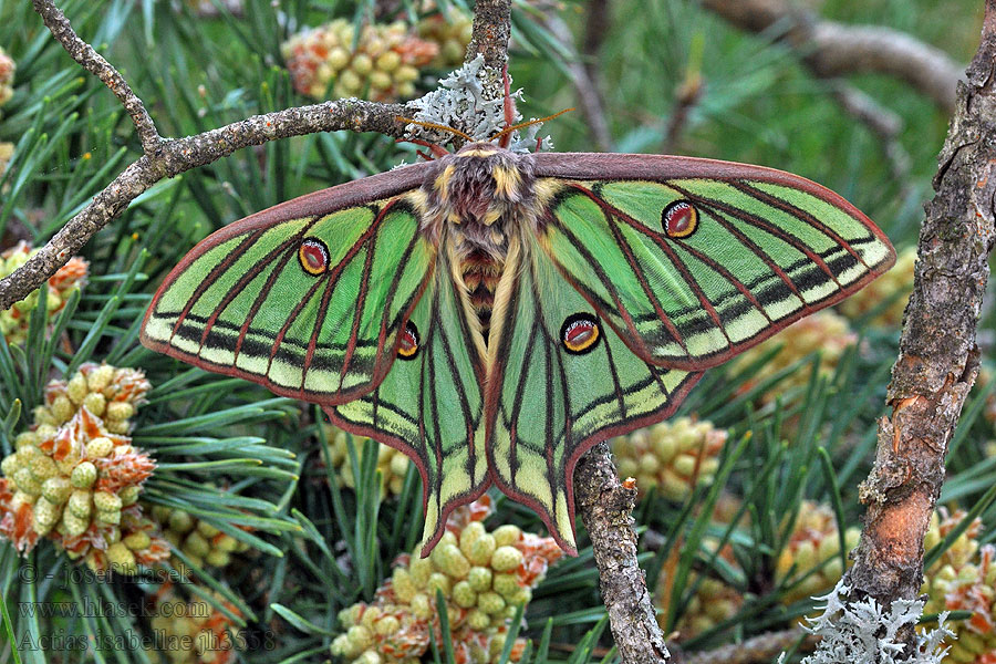 Spain Graellsia isabellae 78mm 1x specimen Spanish Moon Moth