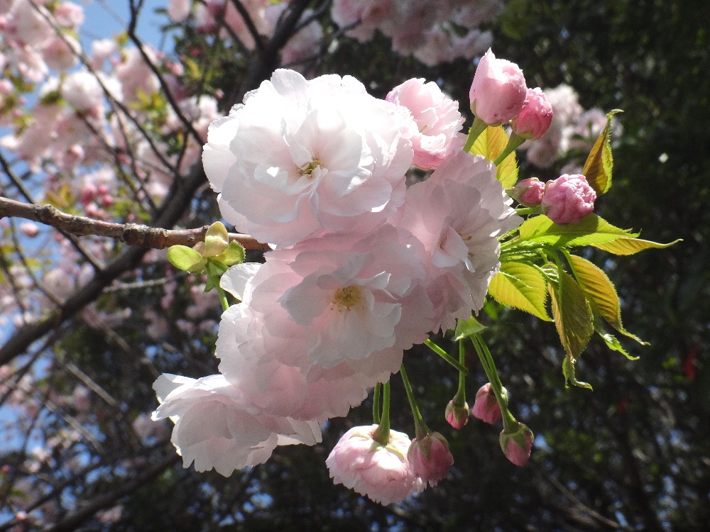 葛西の四季折々（86）「里桜」 | 江戸川総合人生大学