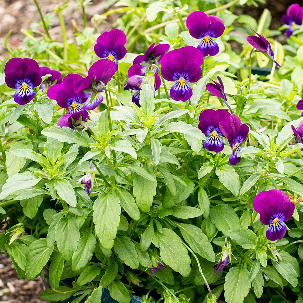Viola 'King Henry' seeds - Viola cornuta