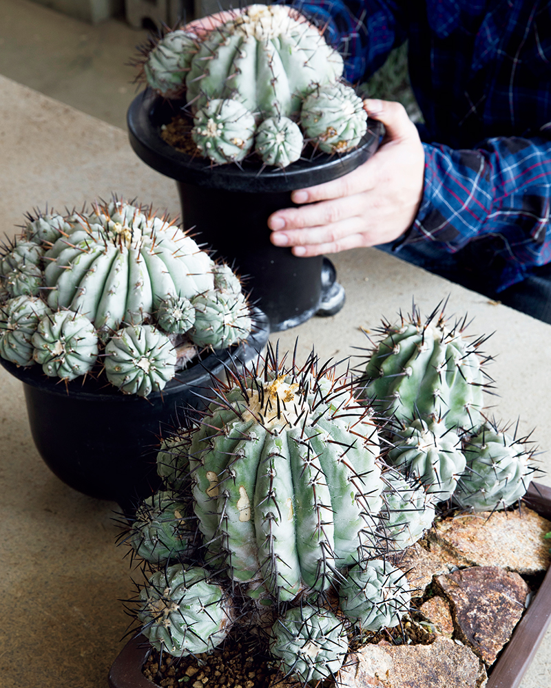 今、熱い植物「黒王丸（コピアポア・シネレア）」｜みんなの趣味の園芸
