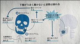 下顎が姿勢を決定づける要因の1つなのご存じですか？ - スタッフ