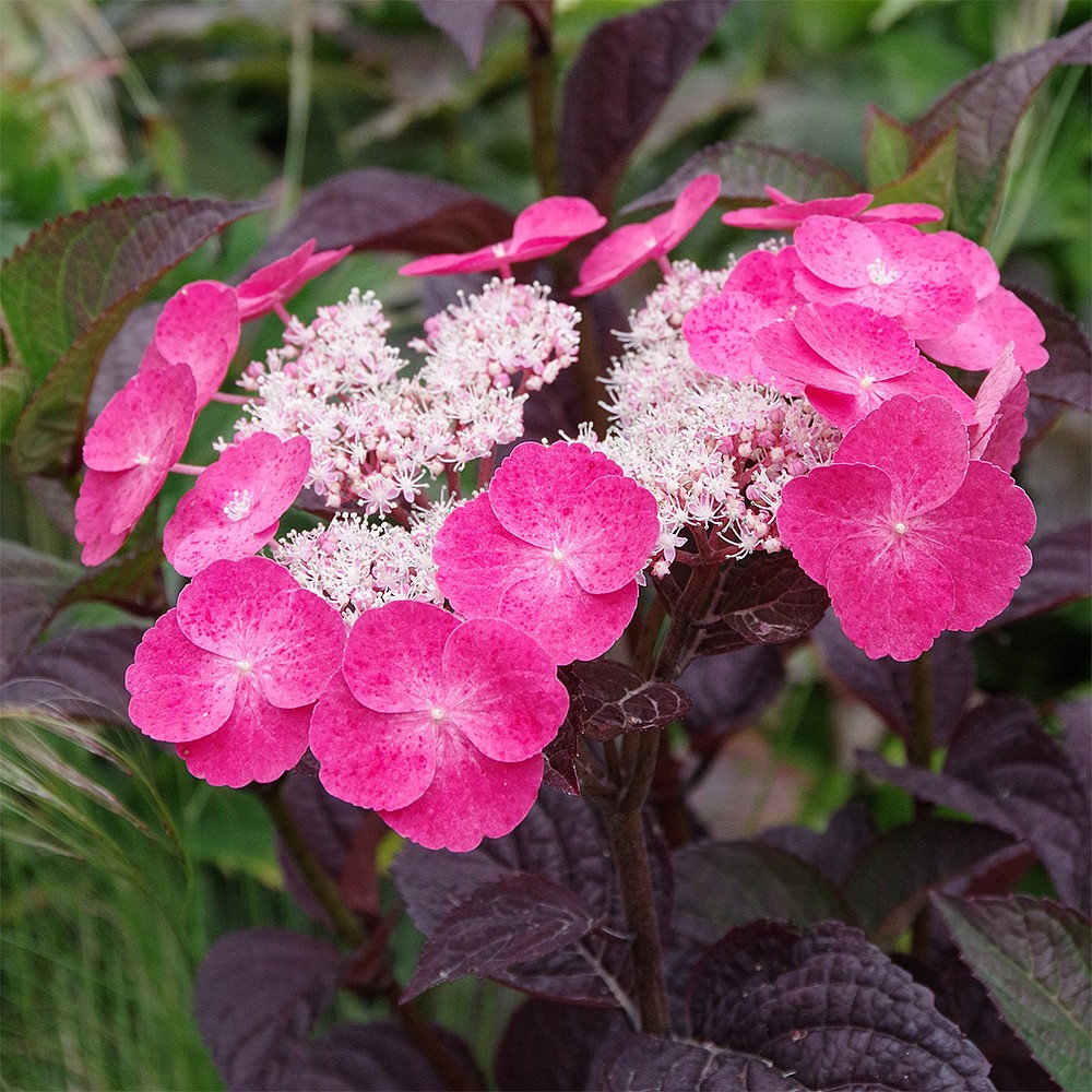 Hydrangea serrata 'Daredevil' | Shrubs | Webbs Garden Centres