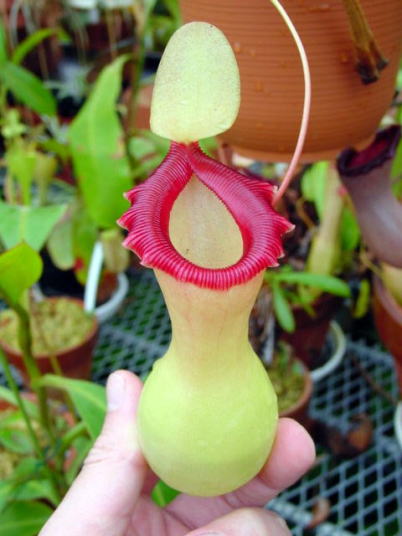 N.ventricosaの栽培