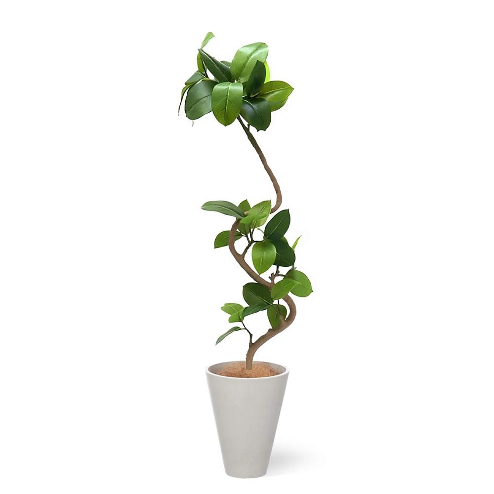 現品 フィカス ゴムの木 アルテシマ 曲がり 5番 観葉植物 インテリア