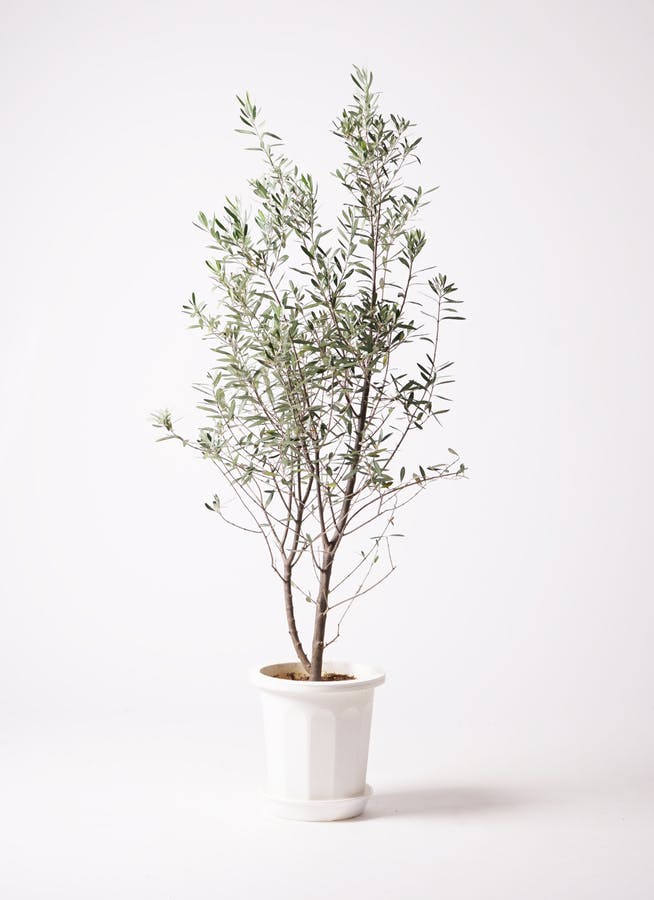 観葉植物 オリーブ 10号 チプレッシーノ ラスターポット 付き | 観葉