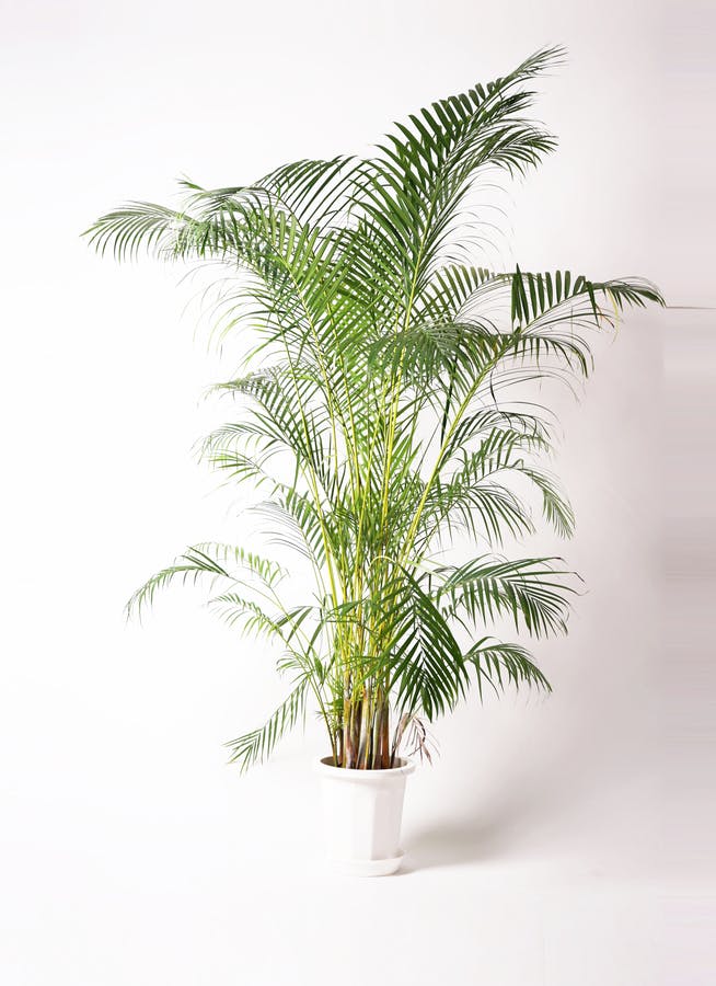 観葉植物 アレカヤシ 10号 ファイバークレイGray 付き | 観葉植物なら