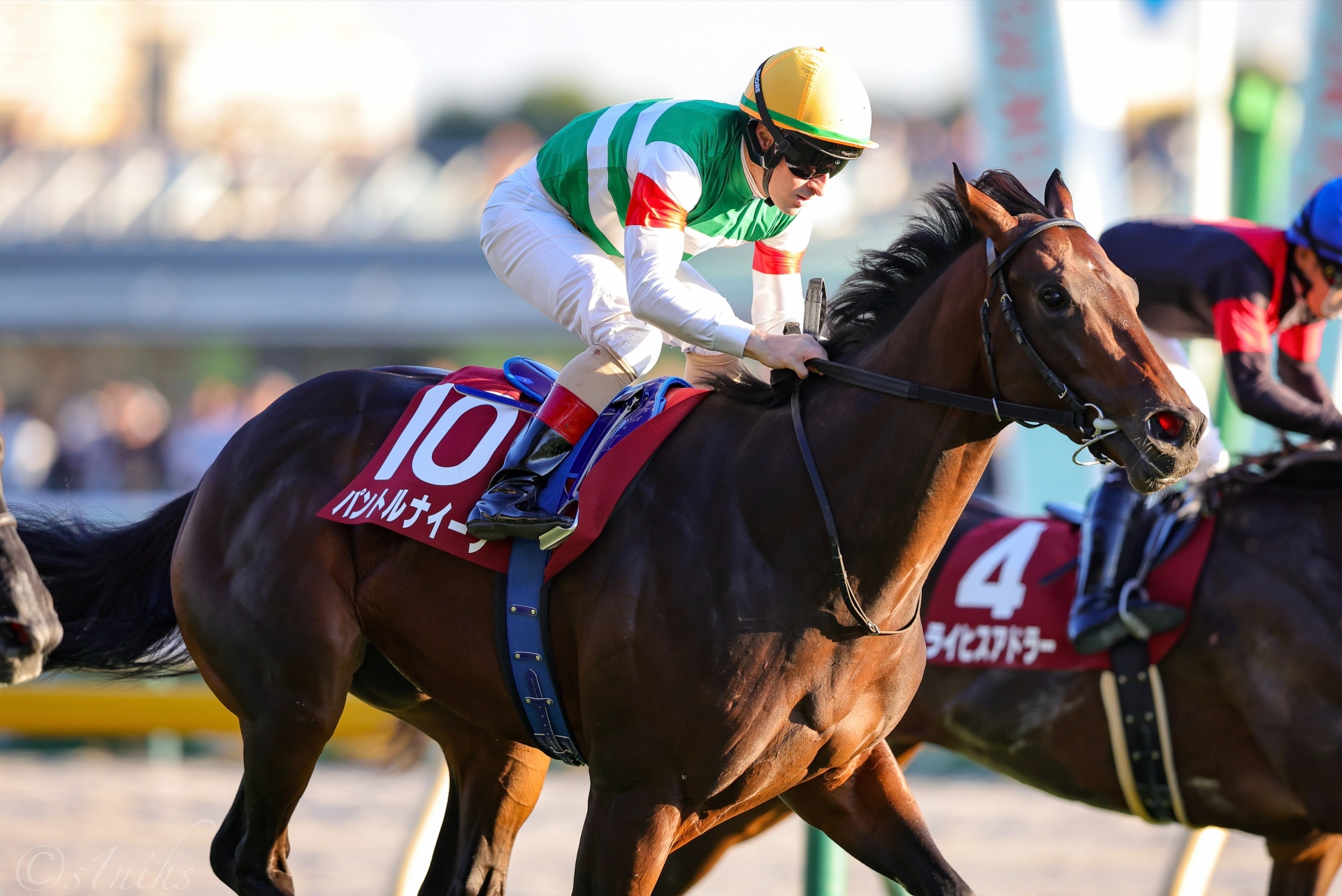 Another Equinox? Piko Chan Black Could Be Top Sire's Next Star
