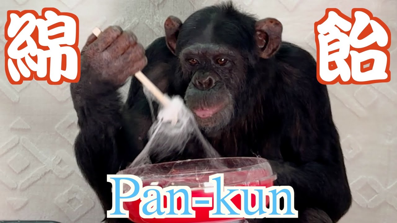 Chimpanzee Pan-kun is a very good person❗️Finally finished with