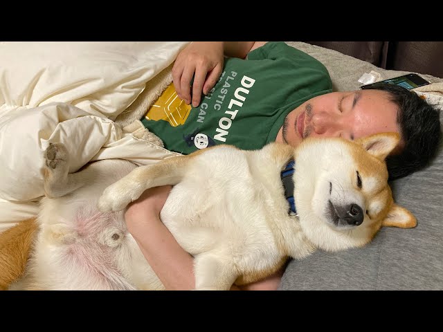 Shiba Idol】