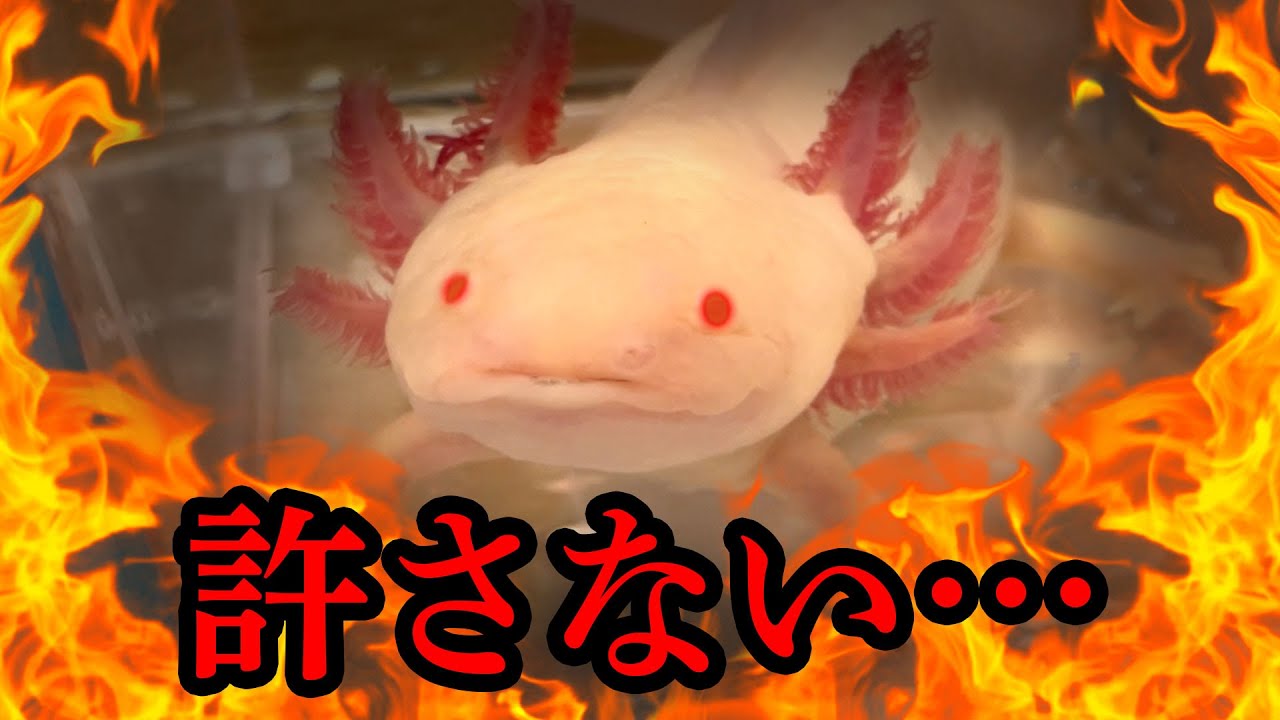 maxresdefault.jpg