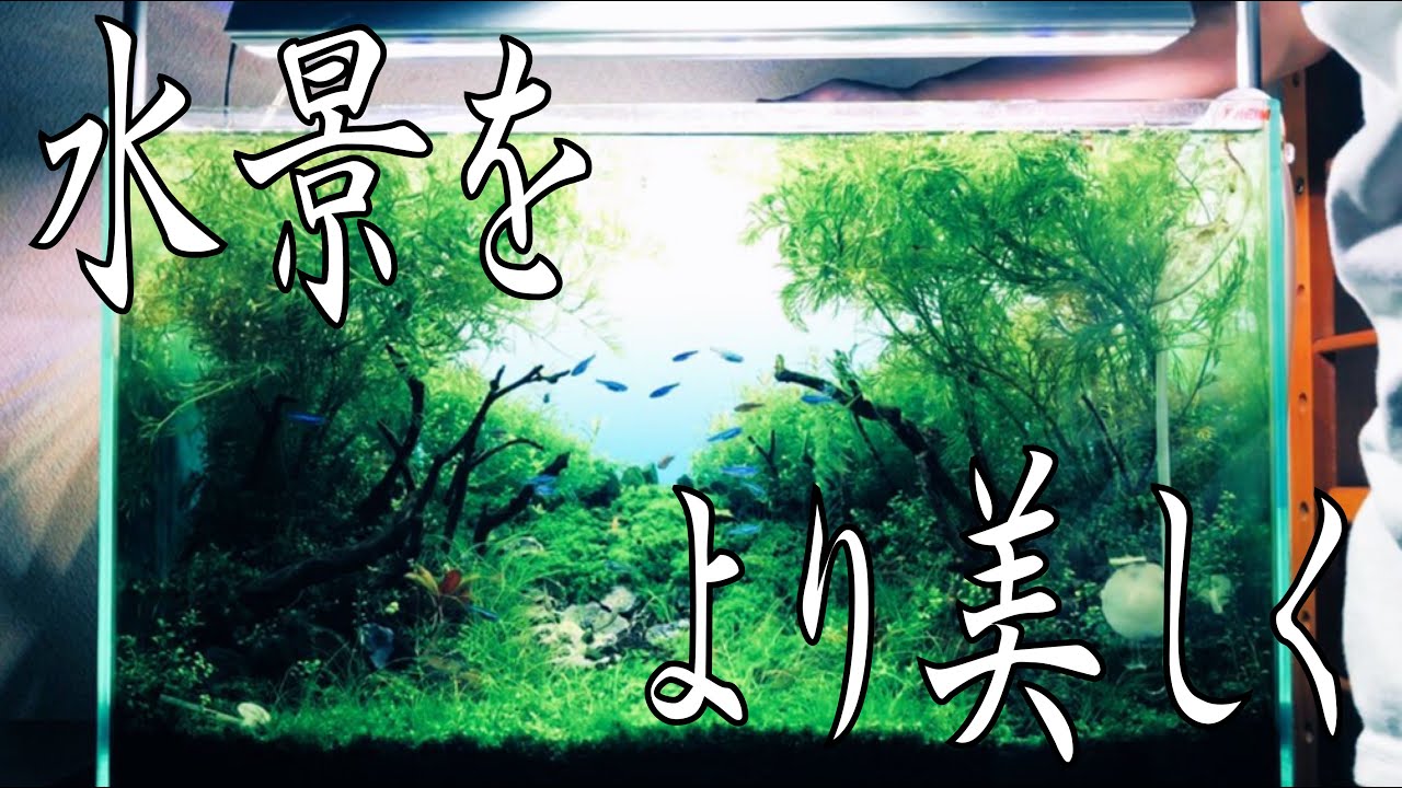 ｱｸｱﾘｳﾑ】ADA ライトスクリーン設置【めっちゃオススメ】 - YouTube