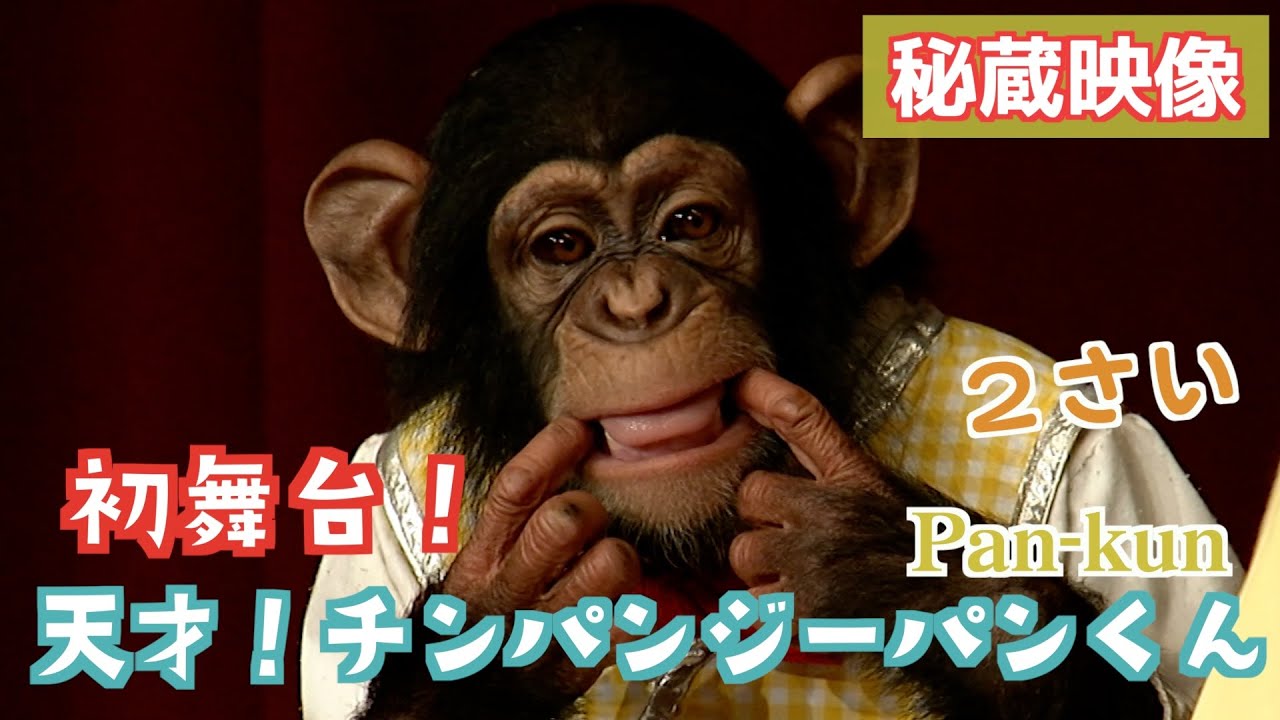 天才！チンパンジーパンくん】2025年🎍お正月🎍は「豪華✨三段重おせち