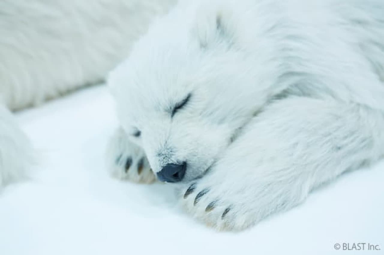 うちに帰れば、シロクマ親子--1,000万円超えの実物大アートが登場