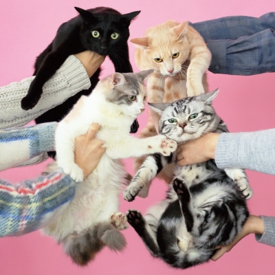 猫とアレルギー (2枚組アナログレコード) : きのこ帝国 | HMV&BOOKS