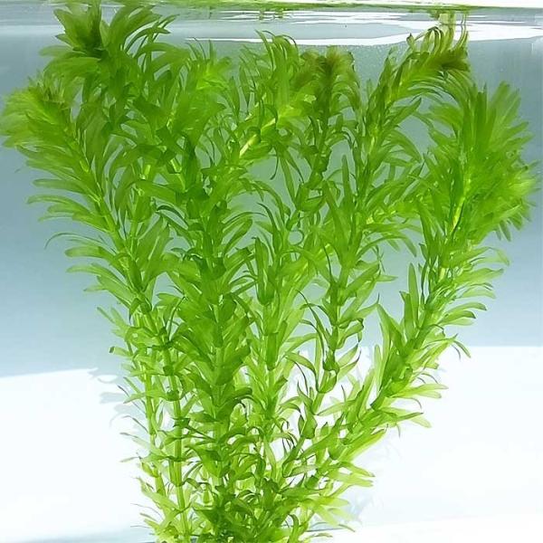 水草 アナカリス 国産 無農薬 メダカ 金魚藻 オオカナダモ（20本