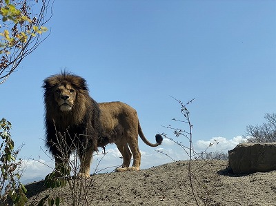 茶臼山動物園『ライオンの丘』オープン記念式典が行われました！ | 川