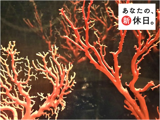 高知の海と人が育てるジュエリー！豪快で繊細な宝石珊瑚の魅力を伝える