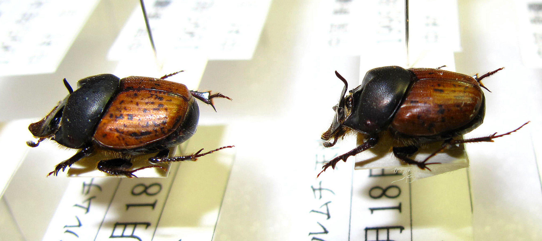 衝撃！発見!！チャバネエンマコガネ20匹 : むしむしブログ