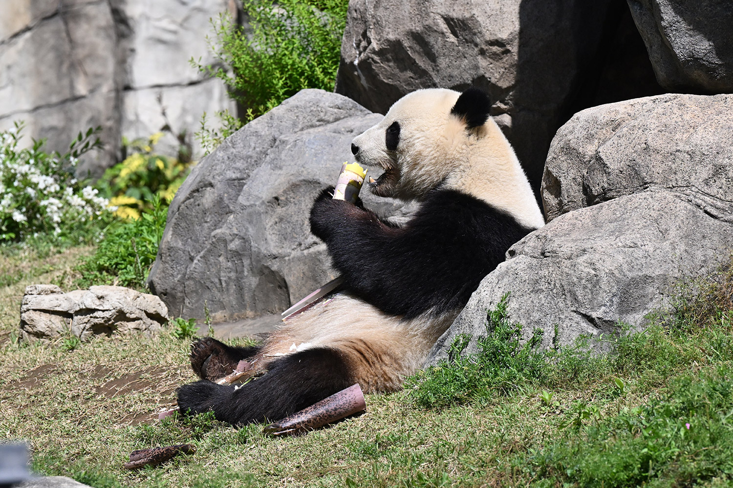 今日のパンダ（3834日目）