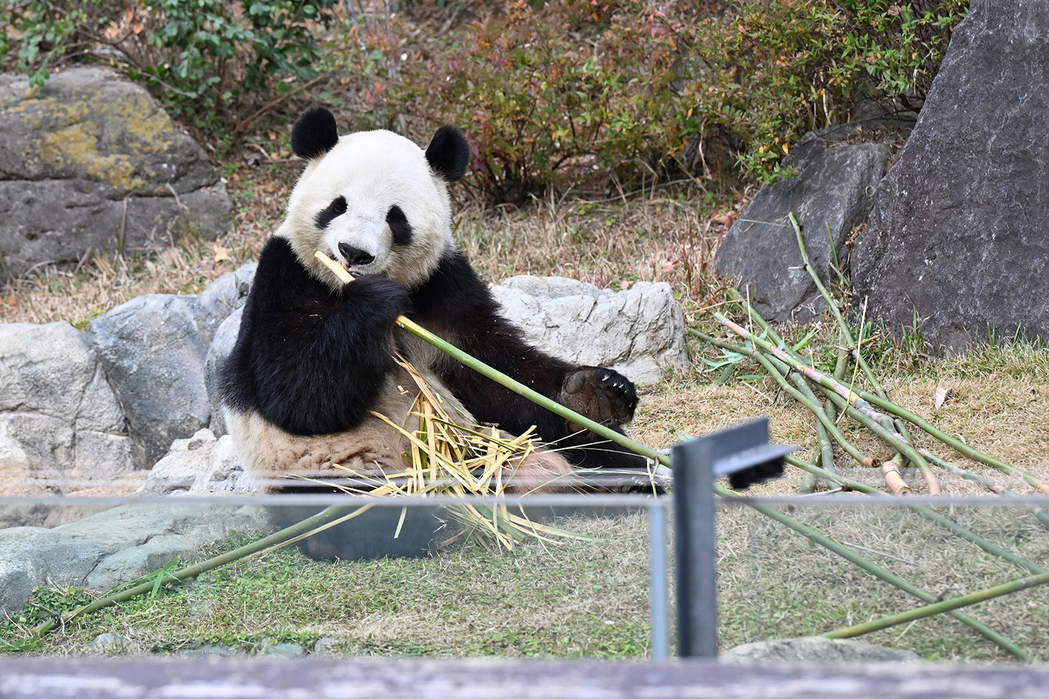 今日のパンダ（4035日目）