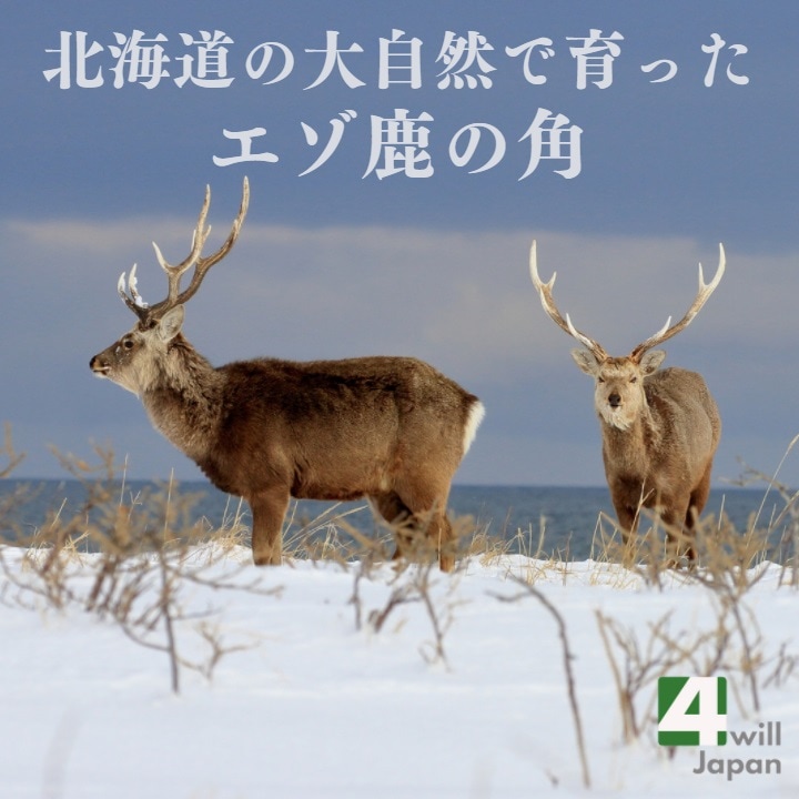 北海道産エゾ鹿の角 中型～大型犬用 1本 | 犬用 用品,北海道産エゾ鹿の