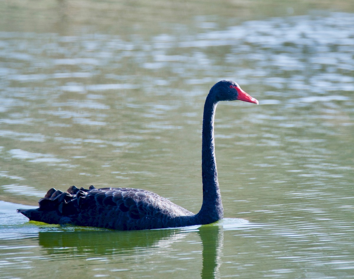 About Black Swan - Maryland Biodiversity Project
