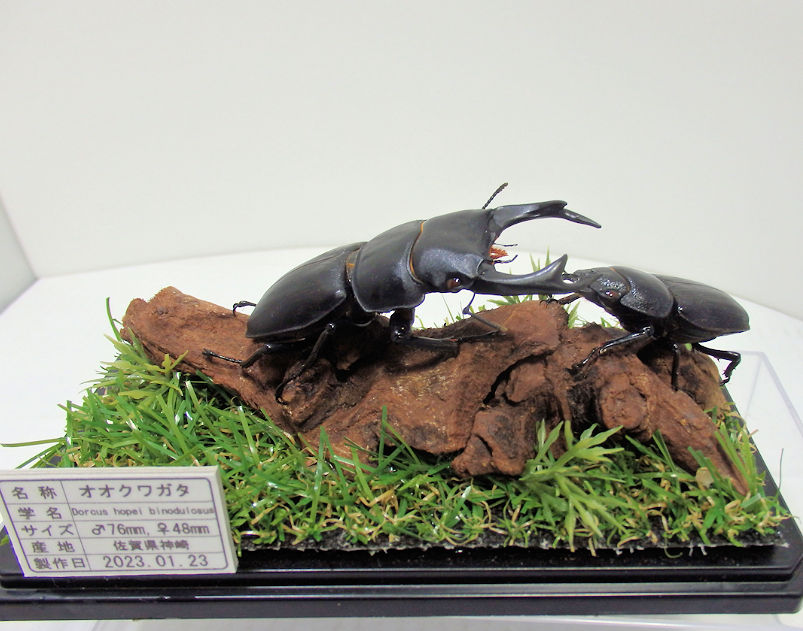 オオクワガタ♂76mm＋♀48mm（ジオラマ標本） | オオクワ京都昆虫館