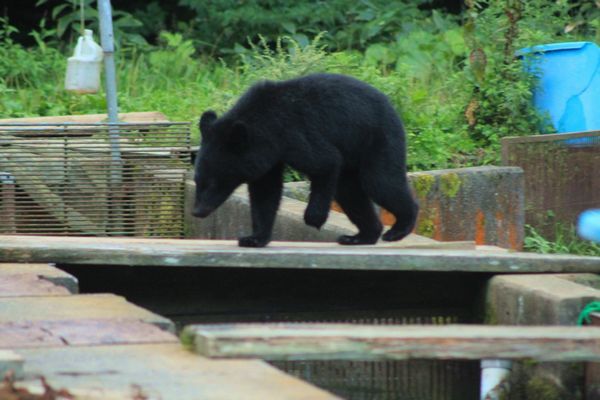 片腕のクマの動画＆「ツキノワグマ--21世紀の野生」 : 船形山からブナ
