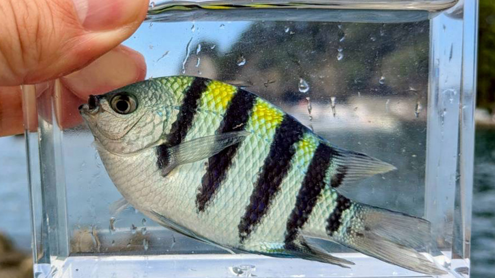 3】食べない釣りのススメ／執筆：草柳佳昭（小学館の図鑑NEO編集部