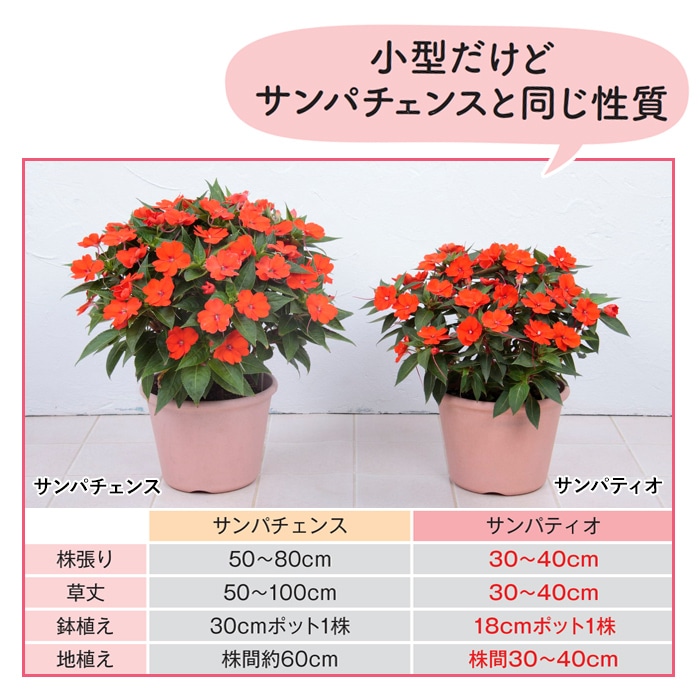 サンパティオ（R) ホワイト 5月お届け｜種（タネ）,球根,苗,資材