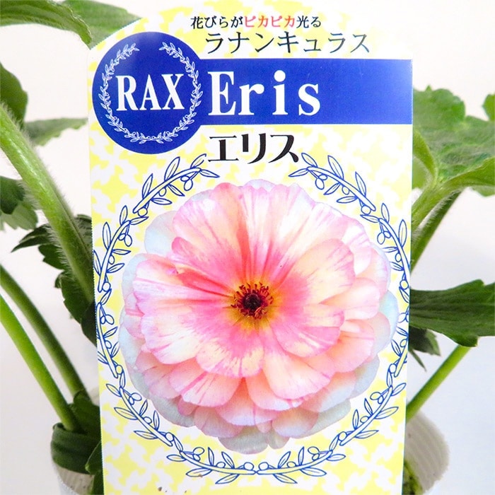 ラナンキュラス ラックス おすすめEセット｜種（タネ）,球根,苗,資材