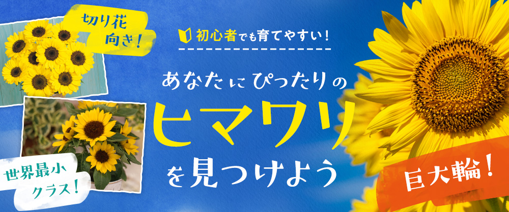 ヒマワリ ジュニア｜種（タネ）,球根,苗,資材,ガーデニンググッズの