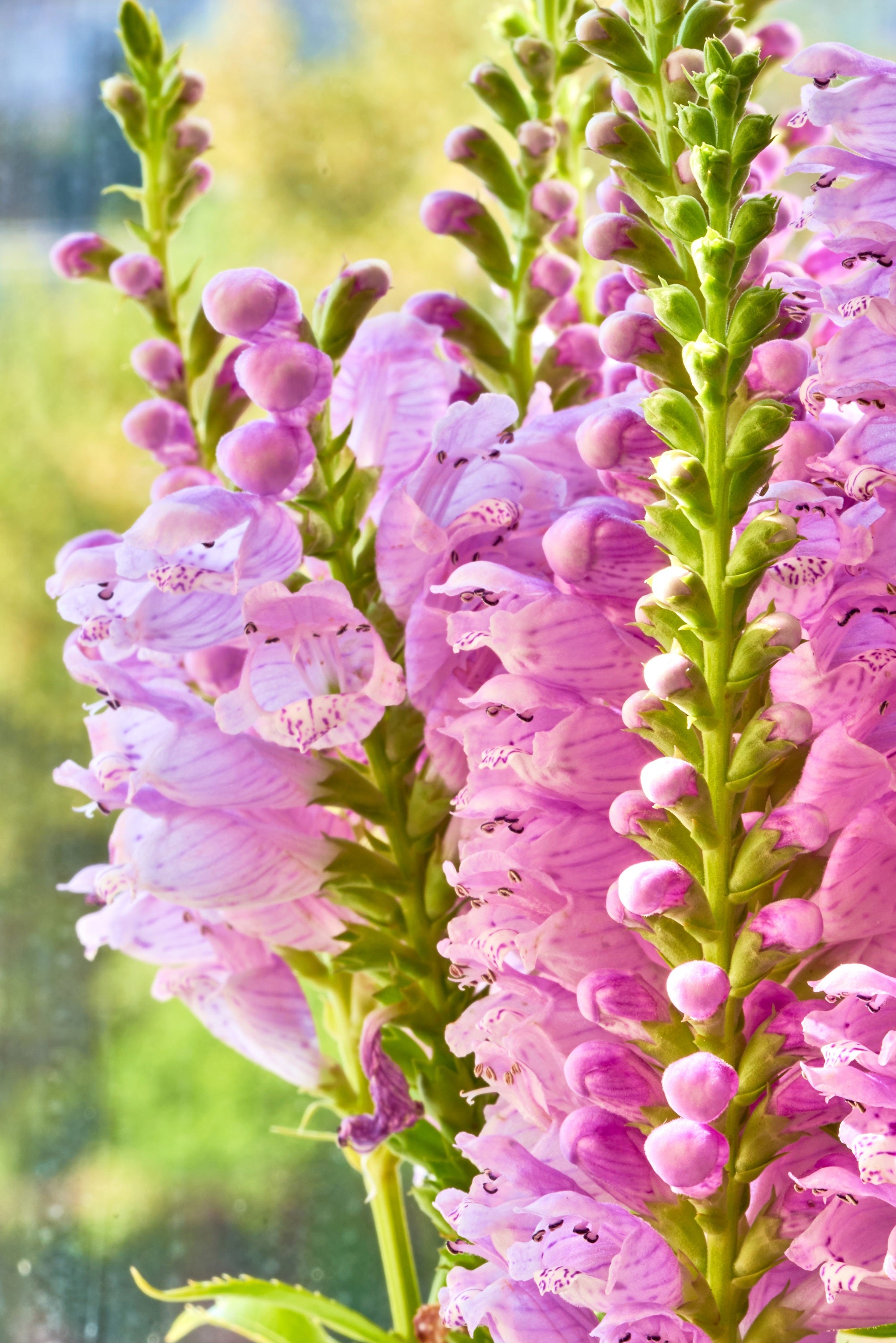 50 PINK Showy OBEDIENT PLANT (False Dragon Head) Physostegia