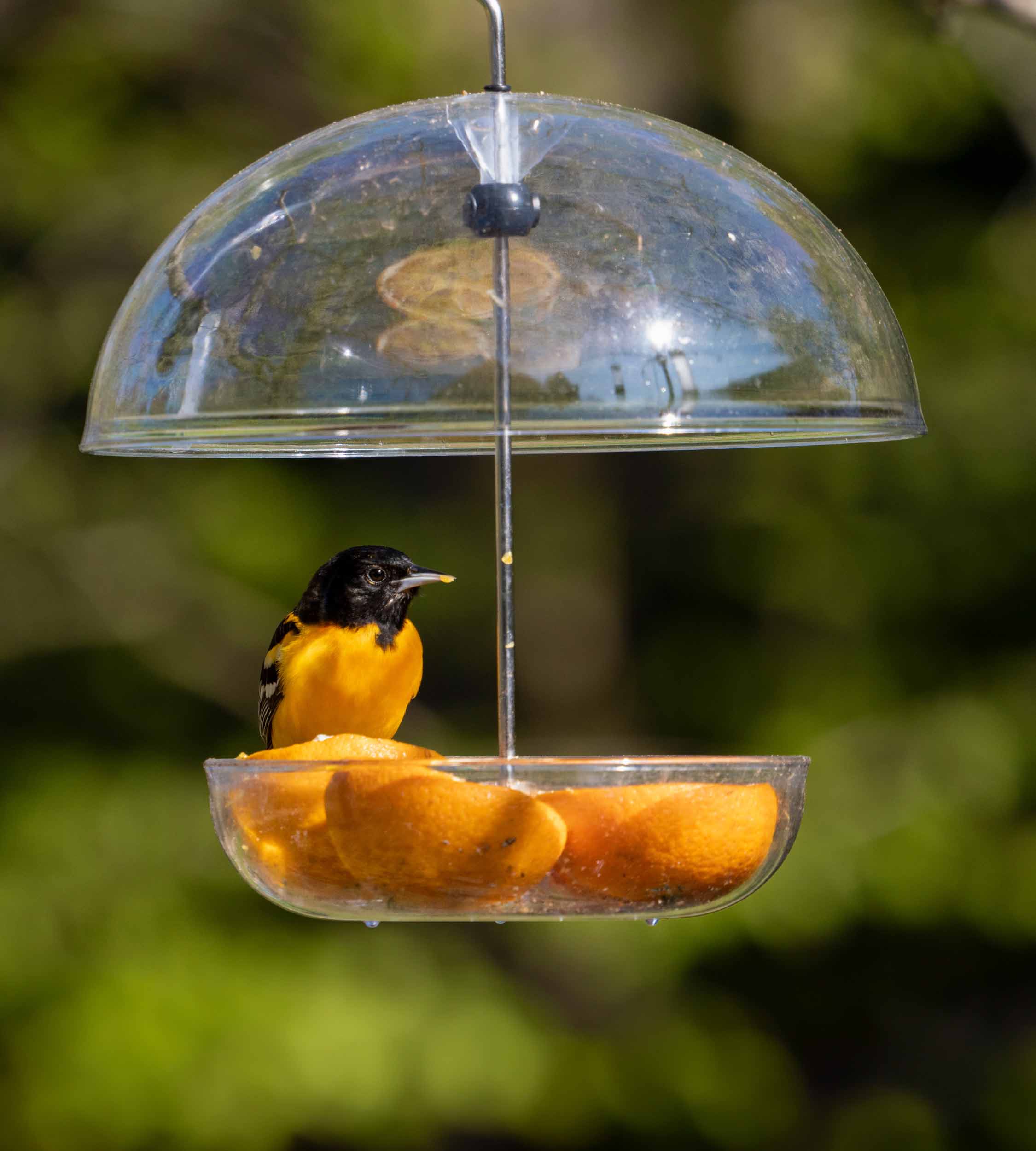 Jacobi Jayne® Pearl Feeder Orioles Cardinals & Blue Birds