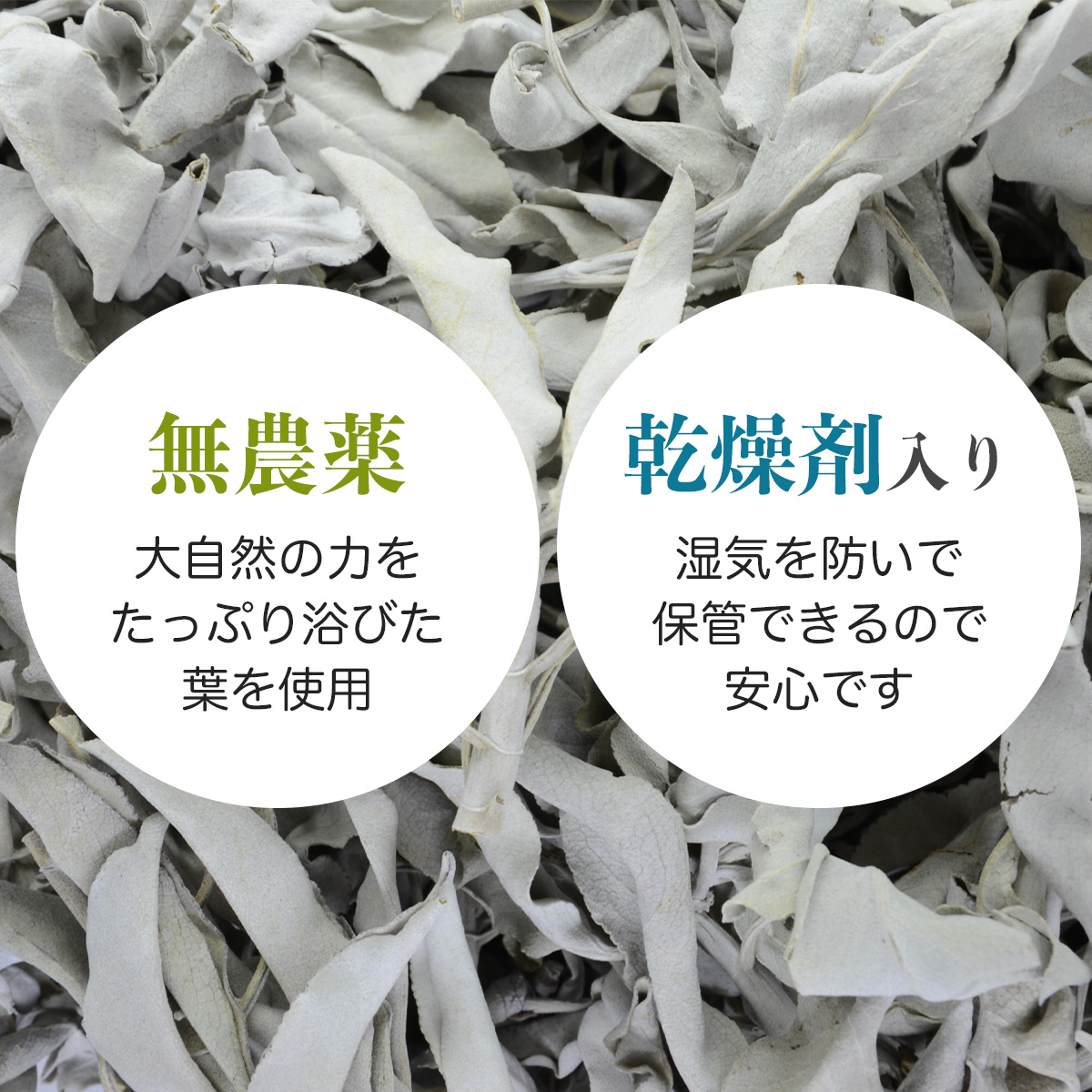 whitesage_04.jpg
