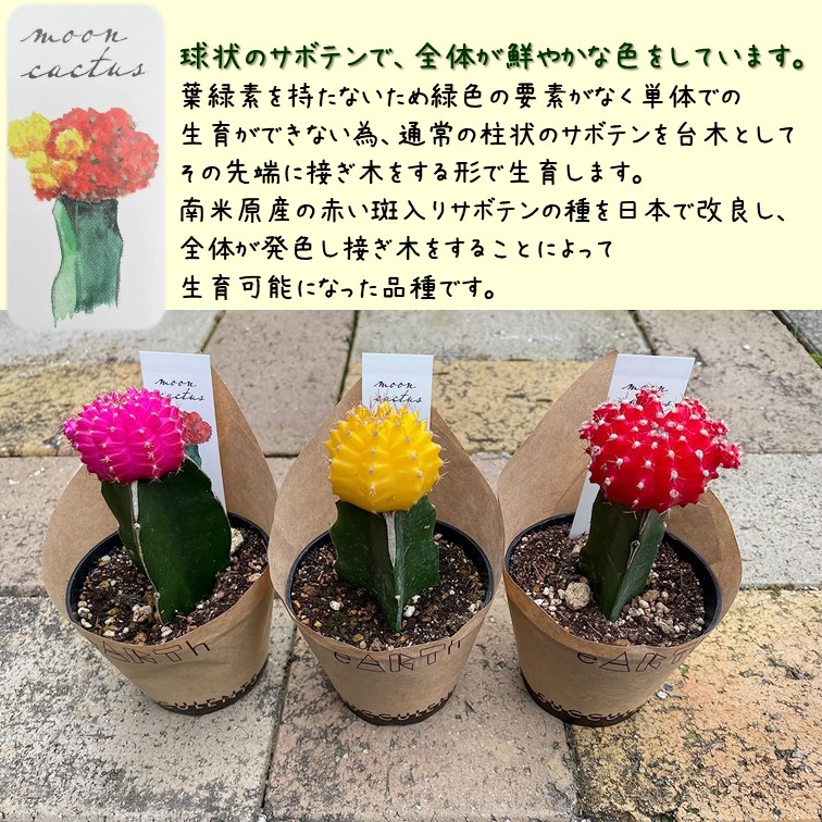 hibotan2-1.jpg